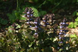 Ajuga reptans 'Atropurpurea'Kruipend zenegroen bestellen